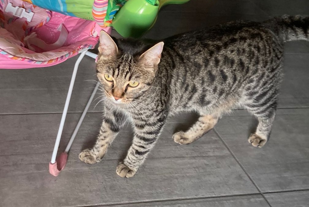 Alerte Disparition Chat croisement Mâle , 1 ans Giussano Italie