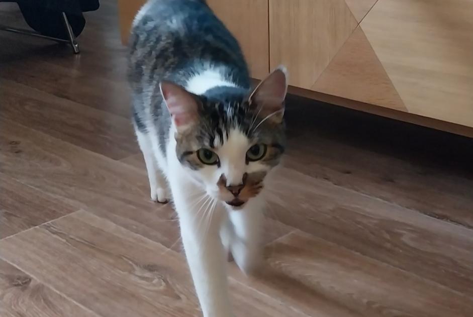 Alerte Découverte Chat croisement Inconnu Arcachon France