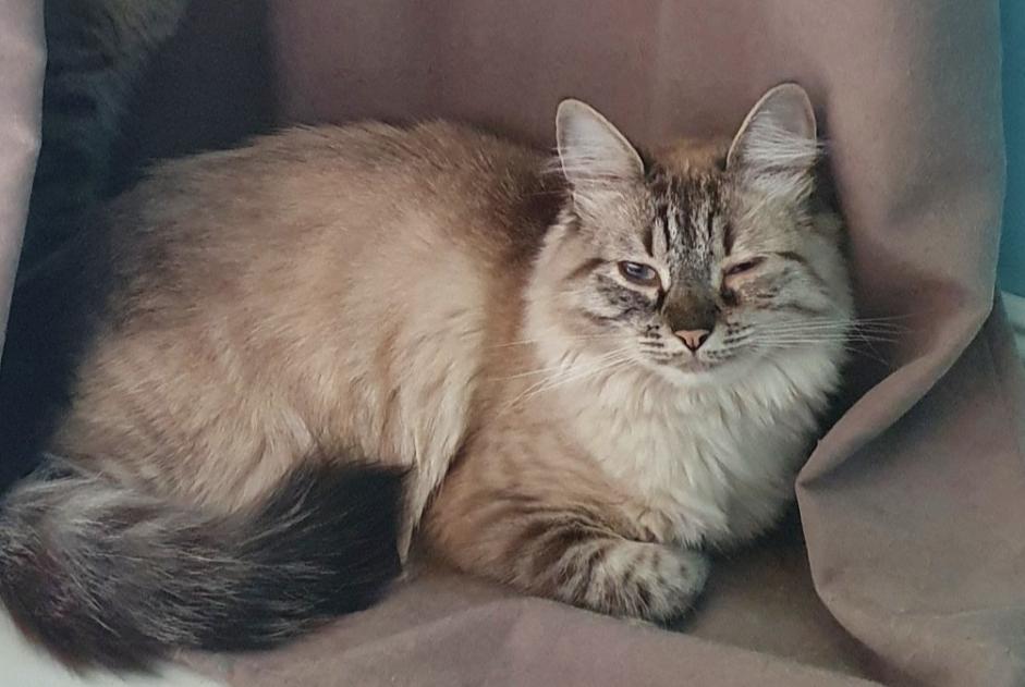 Alerte Disparition Chat Femelle , 5 ans Le Pontet France