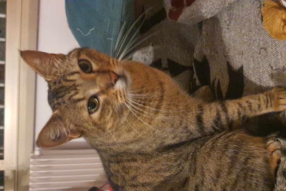 Alerte Disparition Chat croisement Mâle , 5 ans Nice France