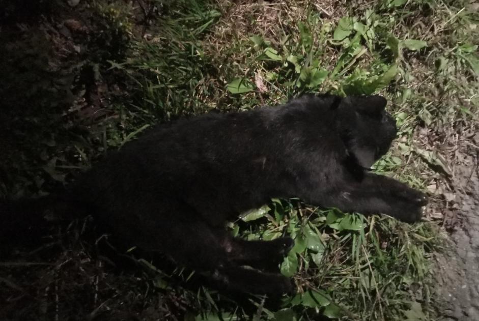 Alerte Découverte Chat Inconnu Saint-Martin Suisse