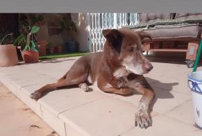 Alerte Disparition Chien croisement Mâle , 9 ans Collbató Espagne