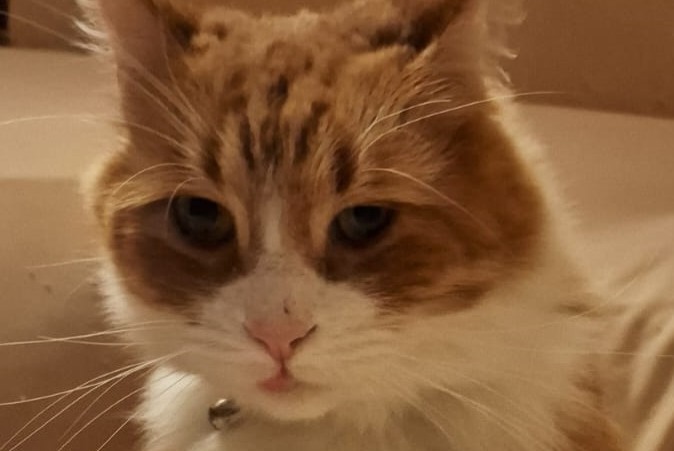 Alerte Disparition Chat  Mâle , 4 ans Pino Torinese Italie