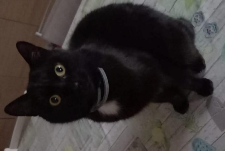 Alerte Disparition Chat Mâle , 5 ans Racconigi Italie