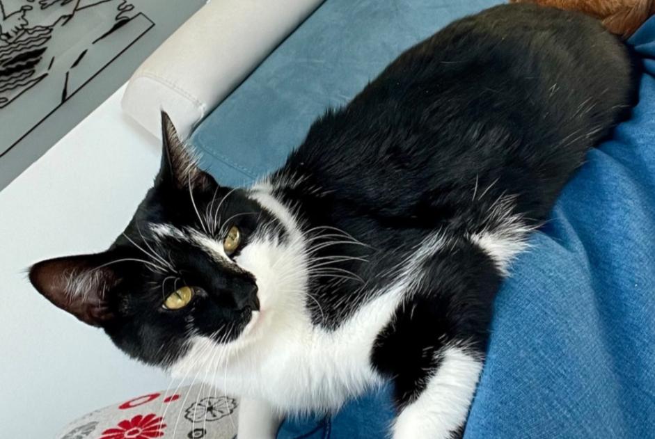 Alerte Disparition Chat croisement Femelle , 2 ans Loano Italie