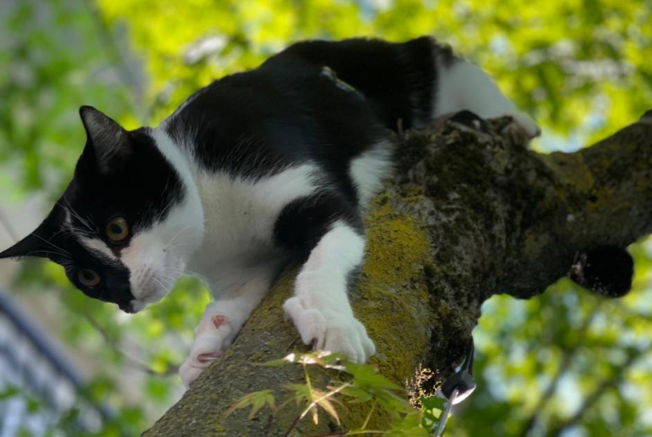 Alerte Disparition Chat croisement Femelle , 2 ans Loano Italie