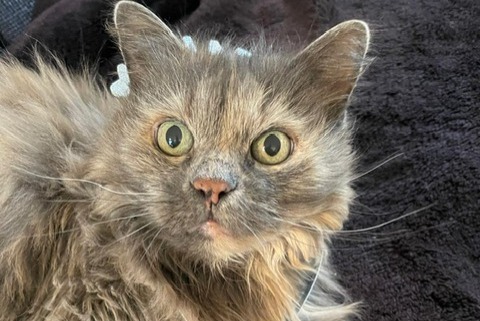 Alerte Disparition Chat croisement Femelle , 15 ans Oliva Espagne