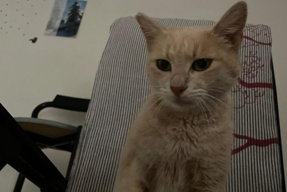 Alerte Disparition Chat Femelle , 2 ans Catania Italie