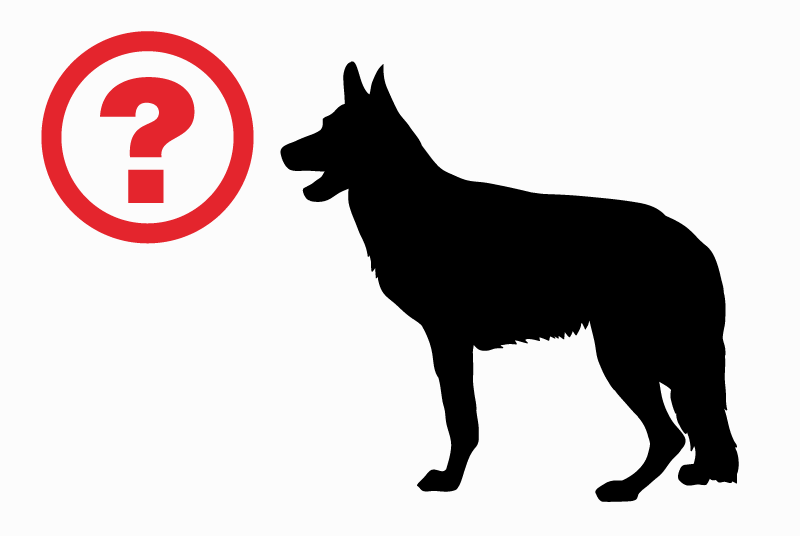 Verdwijningsalarm Hond  Vrouwtje , 3 jaar Reghinera Italië