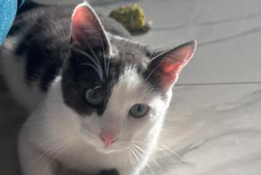 Avviso scomparsa Gatto Maschio , 1 anni Marcilly-sur-Tille Francia