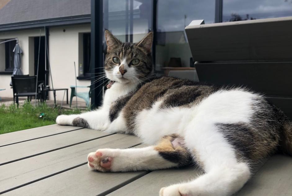 Avviso scomparsa Gatto Maschio , 2 anni Châteaugiron Francia