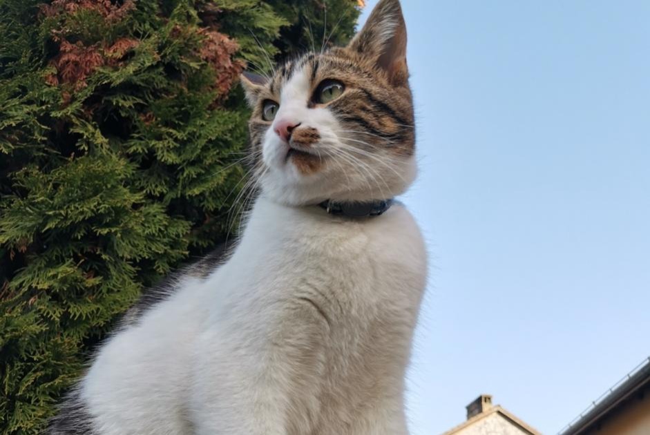 Avviso scomparsa Gatto Maschio , 4 anni La Rippe Svizzera