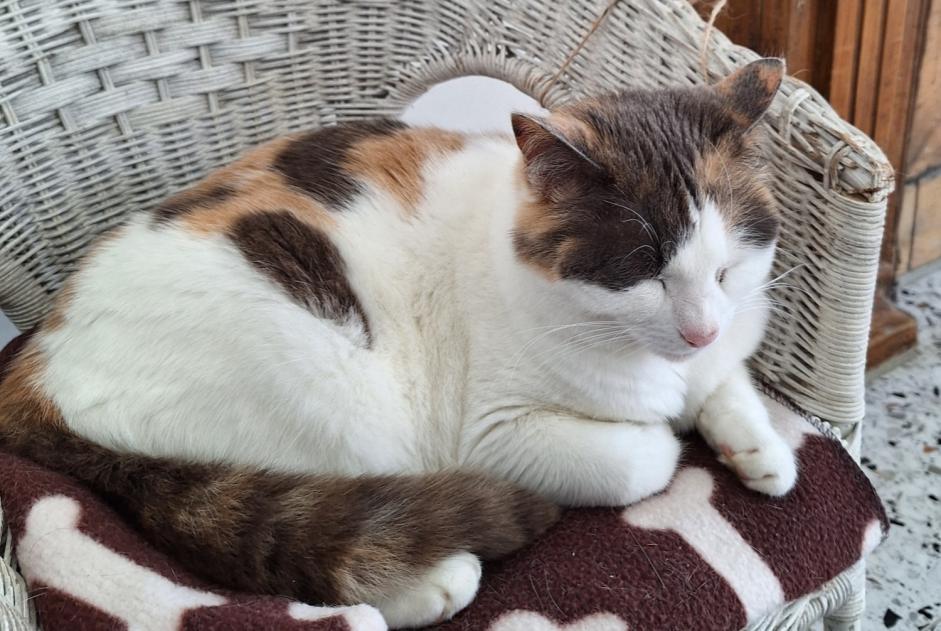 Avviso scomparsa Gatto  Femmina , 10 anni Plouay Francia