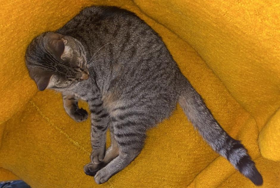 Avviso scomparsa Gatto Maschio , 2 anni Liège Belgio