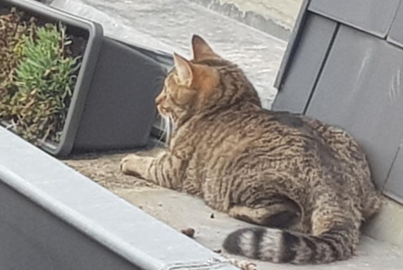 Avviso scomparsa Gatto Maschio , 2 anni Liège Belgio