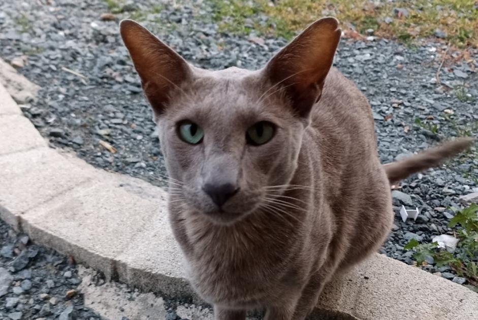 Avviso scomparsa Gatto  Maschio , 5 anni Saint-Pierre-du-Chemin Francia