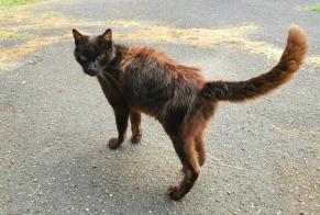 Avviso Ritrovamento Gatto  Maschio , 12 anni Sallebœuf Francia