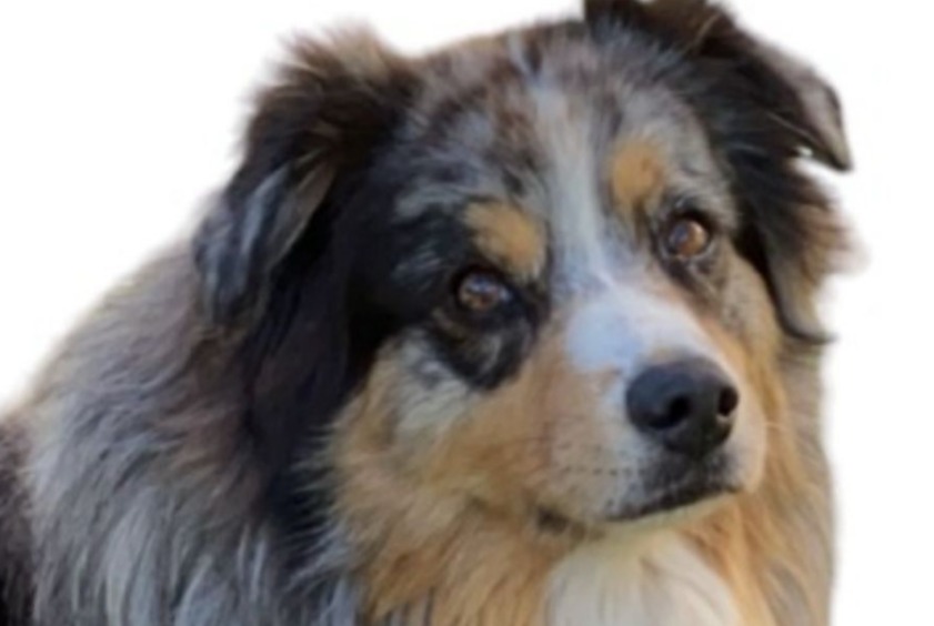 Avviso scomparsa Cane  Maschio , 8 anni Alleghe Italia