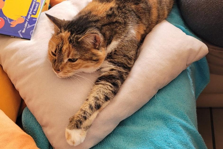 Avviso scomparsa Gatto Femmina , 4 anni La Tène Svizzera