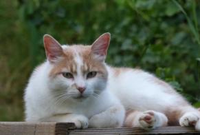 Avviso scomparsa Gatto Maschio , 3 anni Valence Francia