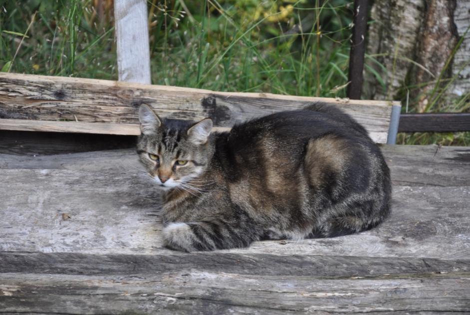 Avviso scomparsa Gatto Maschio , 12 anni Blonay - Saint-Légier Svizzera