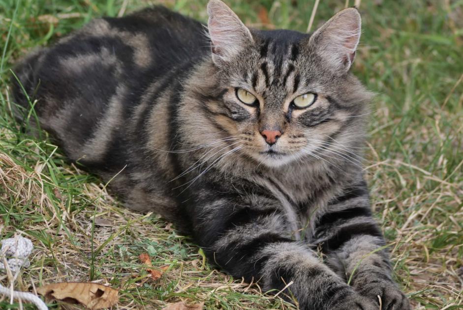 Avviso Ritrovamento Gatto incrocio di razze Femmina Gigors-et-Lozeron Francia