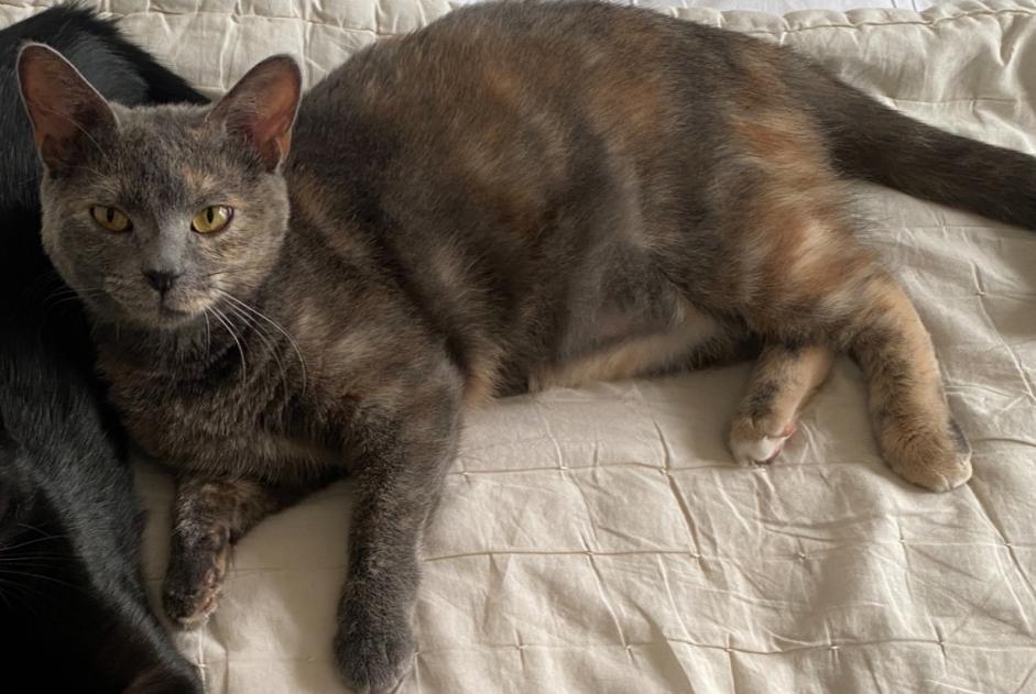 Avviso scomparsa Gatto  Femmina , 1 anni Vanves Francia