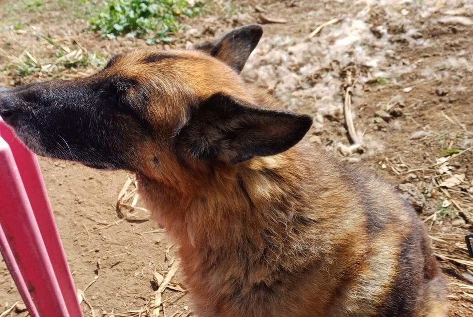 Avviso scomparsa Cane  Femmina , 10 anni Le Port Francia