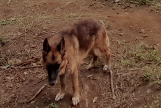 Avviso scomparsa Cane  Femmina , 10 anni Le Port Francia