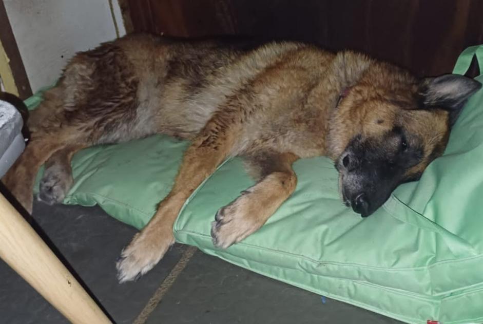 Avviso scomparsa Cane  Femmina , 10 anni Le Port Francia