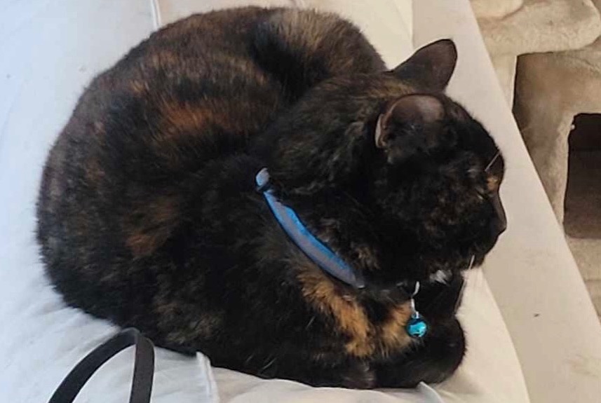 Avviso scomparsa Gatto Femmina , 10 anni Mons Belgio