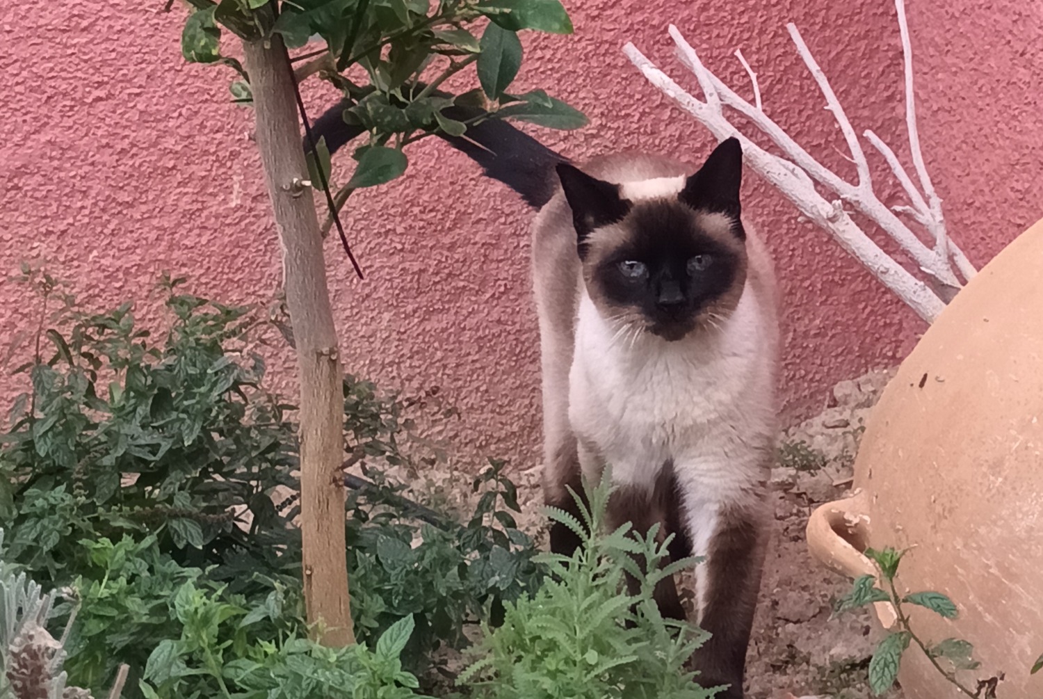 Avviso scomparsa Gatto  Maschio , 10 anni El Cortijo Grande Spagna