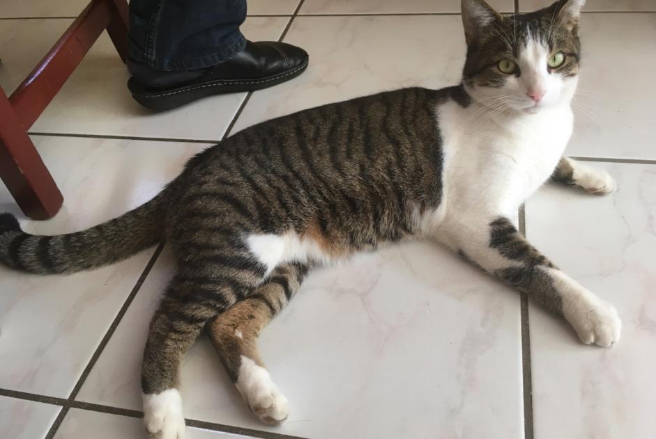 Avviso scomparsa Gatto Maschio , 6 anni Le Mouret Svizzera