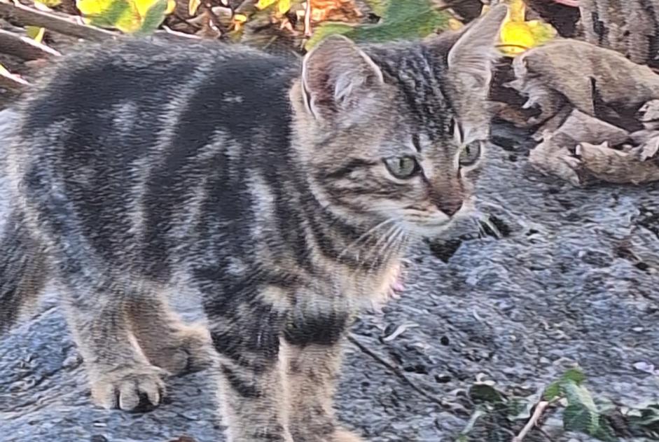 Avviso Ritrovamento Gatto Non conosciuta Neuchâtel Svizzera