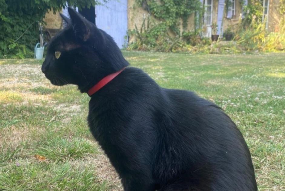 Avviso scomparsa Gatto  Maschio , 3 anni Montesquiou Francia