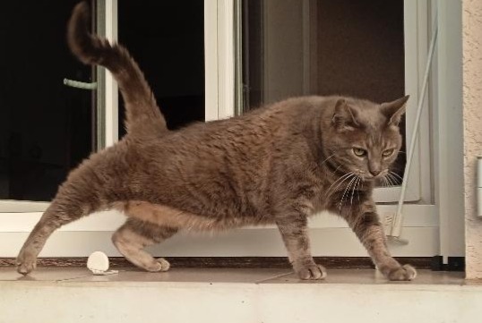 Avviso scomparsa Gatto Femmina , 9 anni Daglan Francia