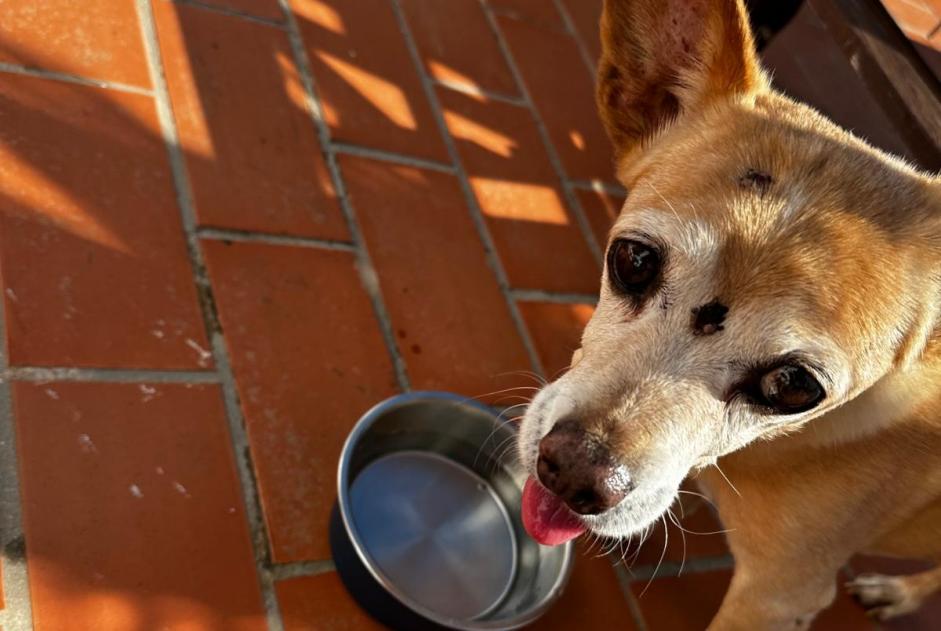 Avviso Ritrovamento Cane incrocio di razze Maschio Can Furnet Spagna