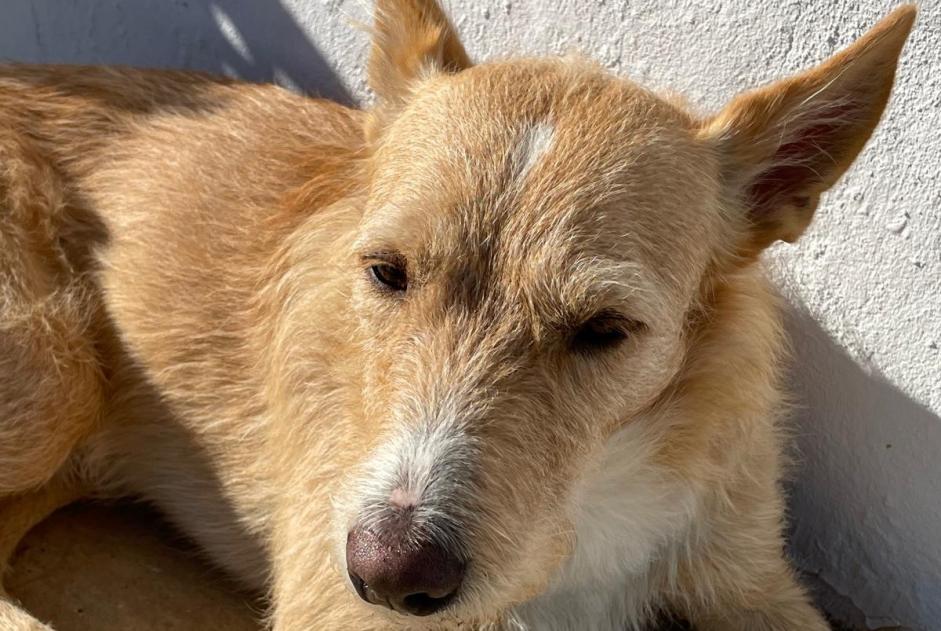 Avviso scomparsa Cane incrocio di razze Maschio , 30 anni Pedralba Spagna