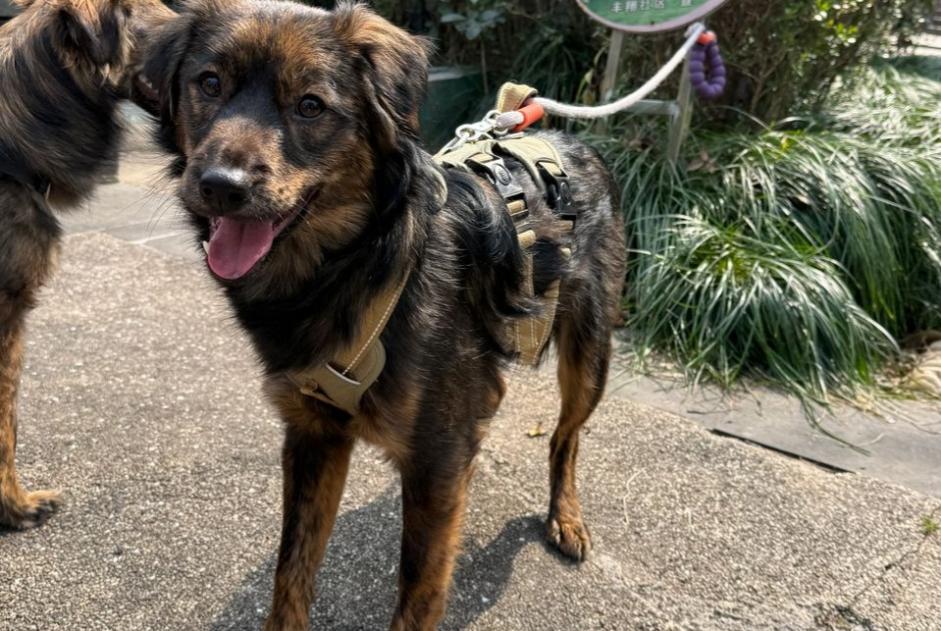 Avviso scomparsa Cane incrocio di razze Maschio , 1 anni Milano Italia