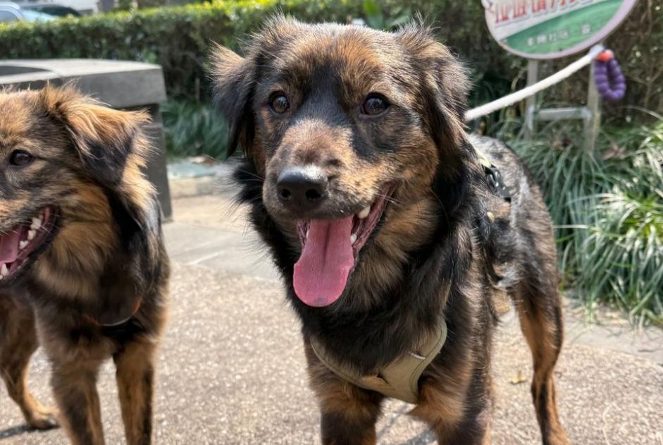 Avviso scomparsa Cane incrocio di razze Maschio , 1 anni Milano Italia