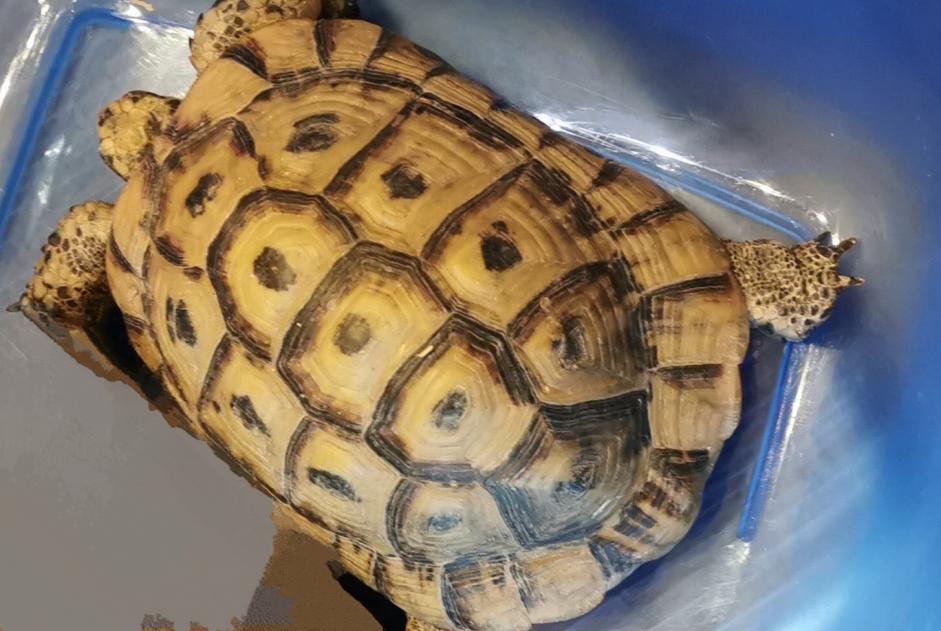 Vermësstemeldung Schildkröt Männlech , 2024 joer Amboise France