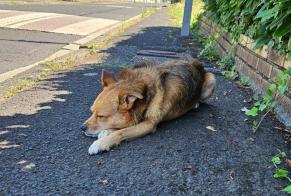 Fundmeldung Hond kräizung Männlech Riom France