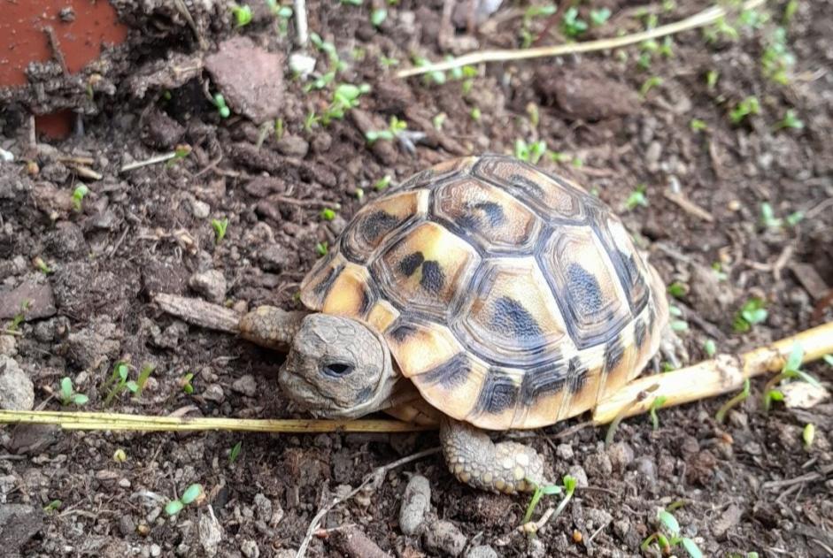 Vermësstemeldung Schildkröt Weiblech , 2024 joer Bizanos France