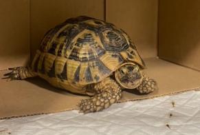 Fundmeldung Schildkröt Onbekannt Hendaye France