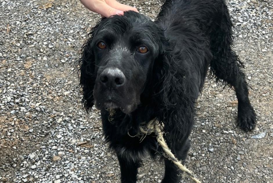 Fundmeldung Hond Männlech Ainhoa France