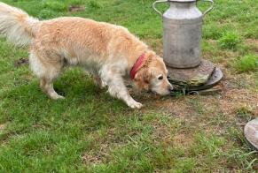 Fundmeldung Hond  Weiblech Chouain France