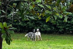 Vermësstemeldung Hond  Männlech , 1 joer Baliracq-Maumusson France