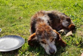 Fundmeldung Hond kräizung Männlech Le Conquet France