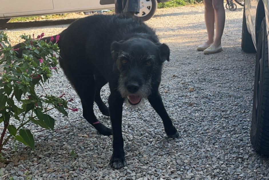 Vermësstemeldung Hond kräizung Männlech , 7 joer Viols-le-Fort France