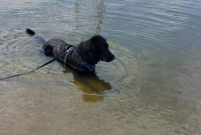 Vermësstemeldung Hond  Weiblech , 3 joer Beaune France